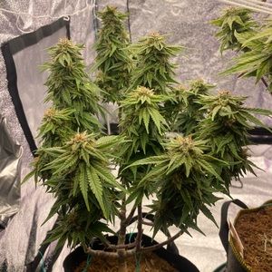 Meet your Posher, Joshua